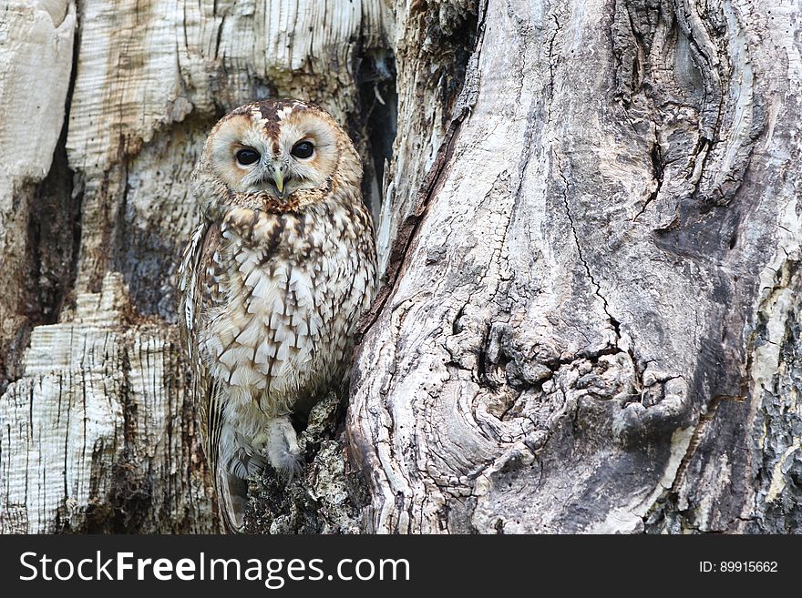 Owl, Tree, Fauna, Bird Of Prey