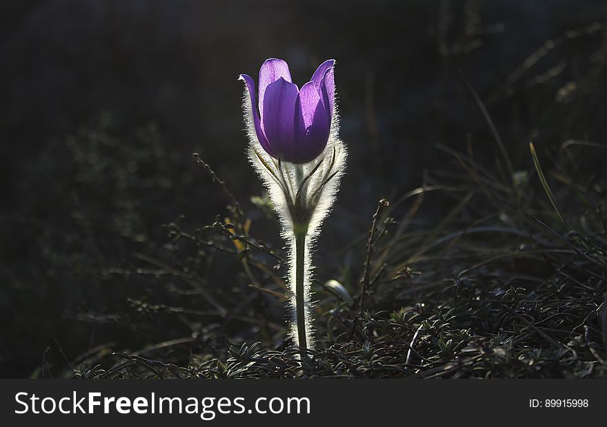 Flower, Plant, Flora, Purple