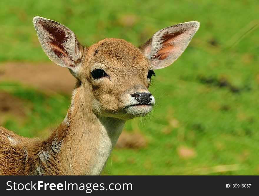 Wildlife, Deer, Fauna, Mammal