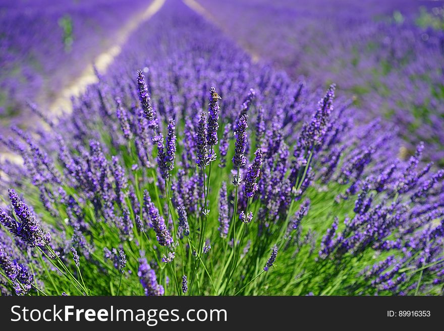 English Lavender, Lavender, Plant, Flower