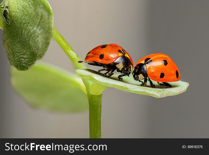 Insect, Ladybird, Beetle, Macro Photography