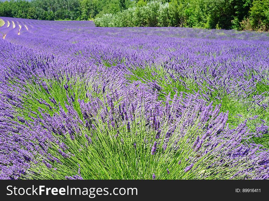 English Lavender, Plant, Lavender, Flower