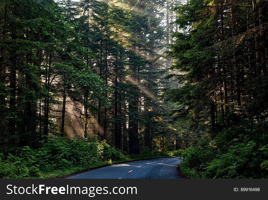 Road, Nature, Forest, Ecosystem