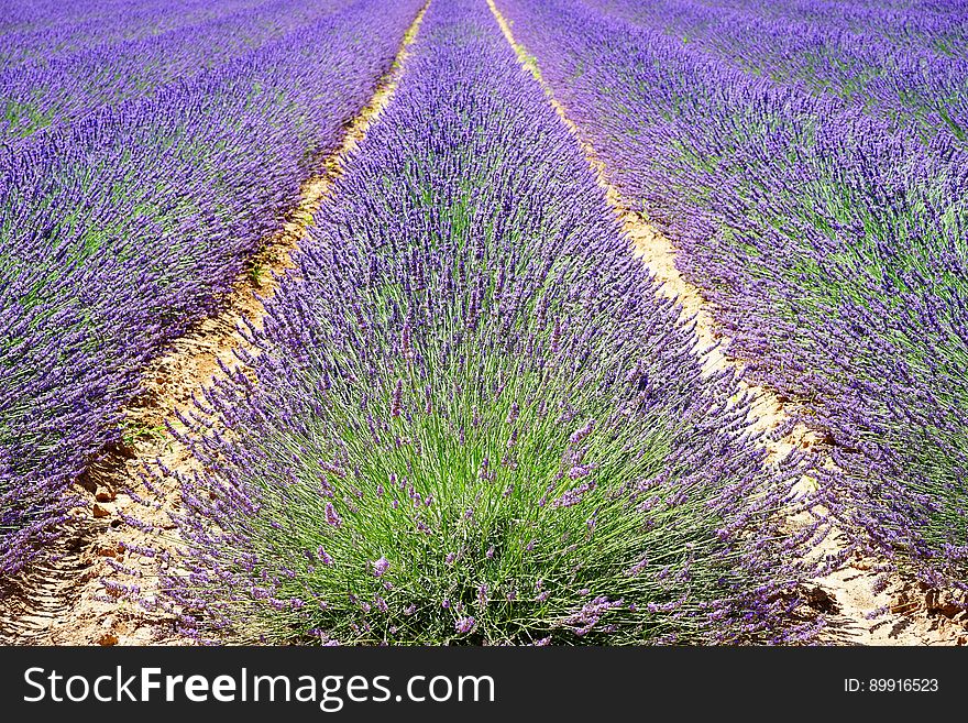 English Lavender, Plant, Field, Lavender