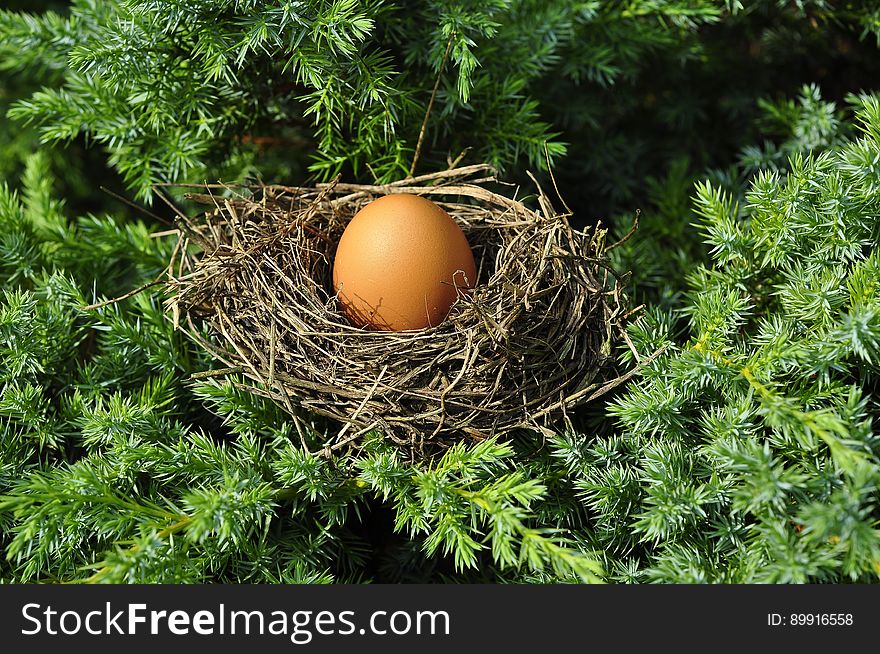 Nest, Bird Nest, Egg, Tree
