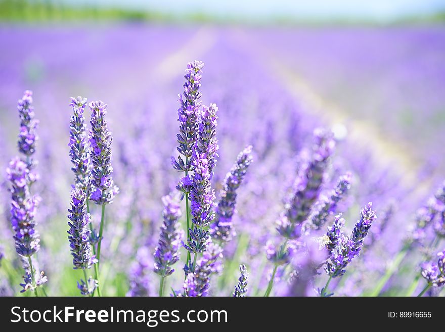 Lavender, English Lavender, Flower, Purple