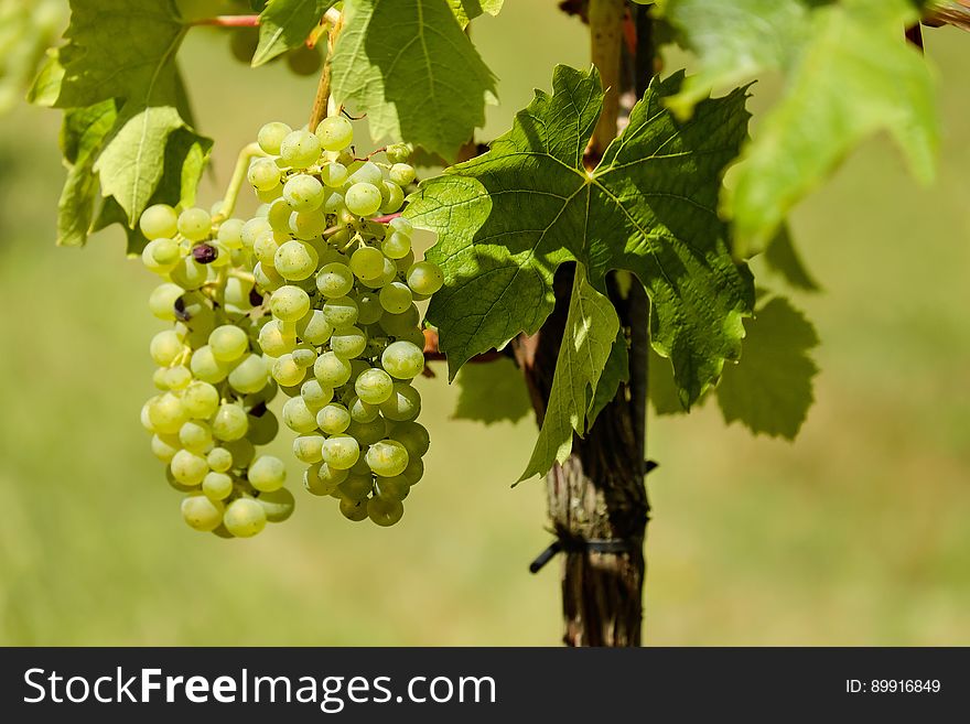 Grape, Grapevine Family, Fruit, Agriculture