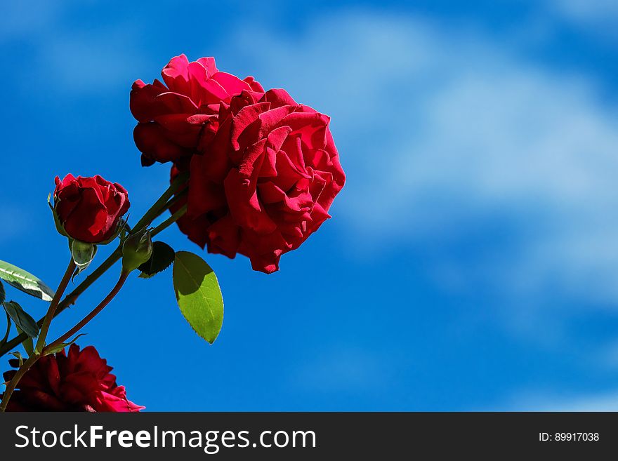 Red, Blue, Flower, Sky