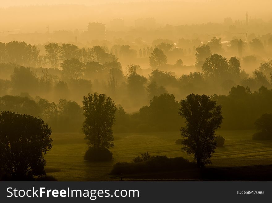 Mist, Dawn, Morning, Atmosphere