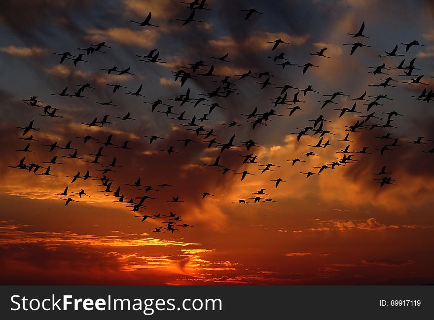Sky, Afterglow, Flock, Bird Migration