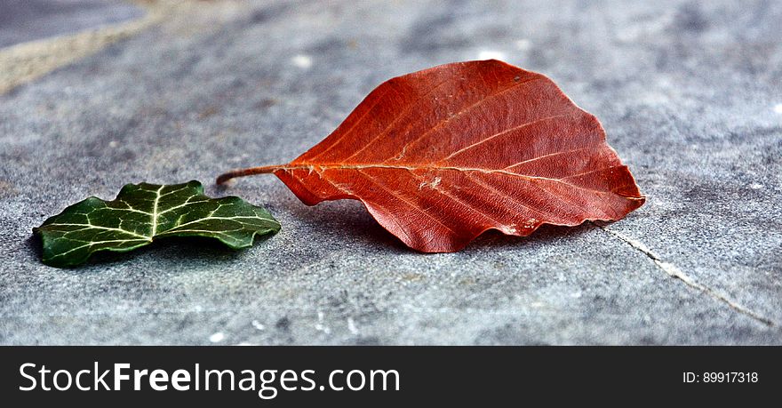 Leaf, Plant, Autumn, Maple Leaf