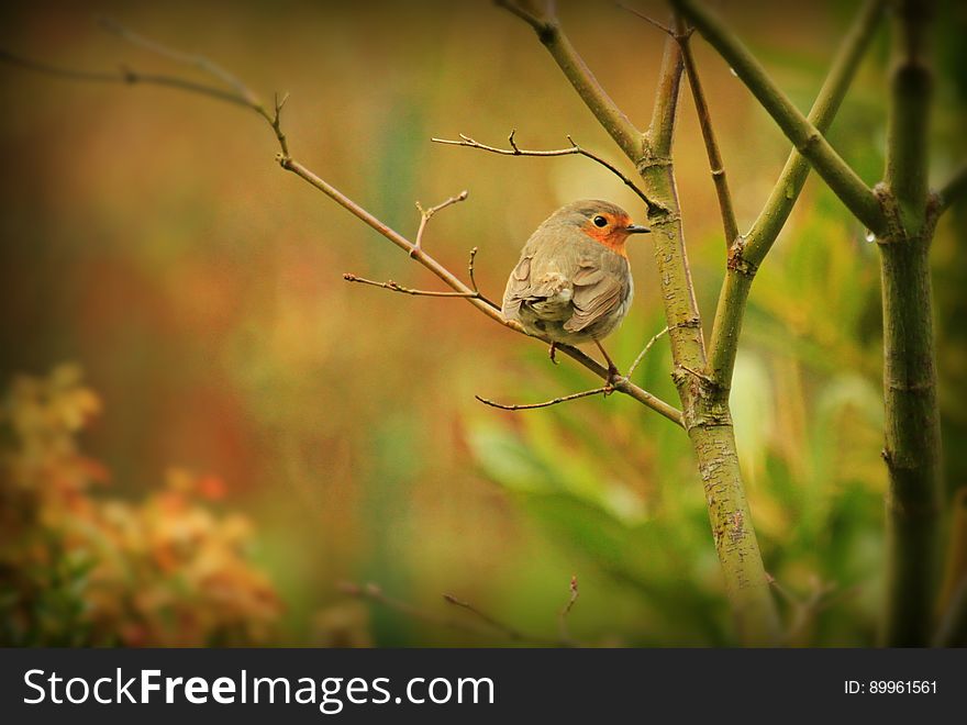 Selective Focus Photography of Grey Bird in Tree Branch