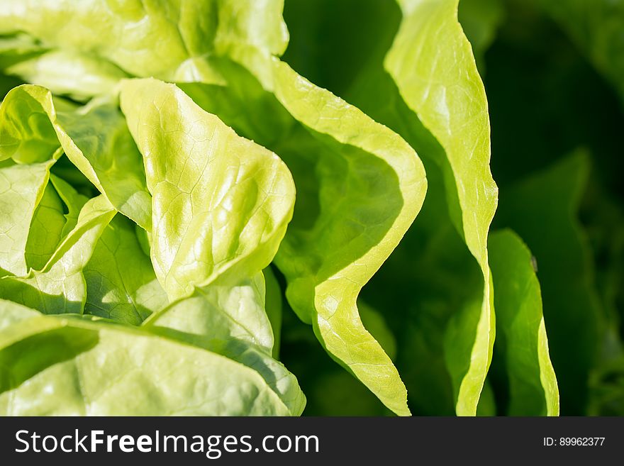 Close up of green leaf lettuce in sunshine.