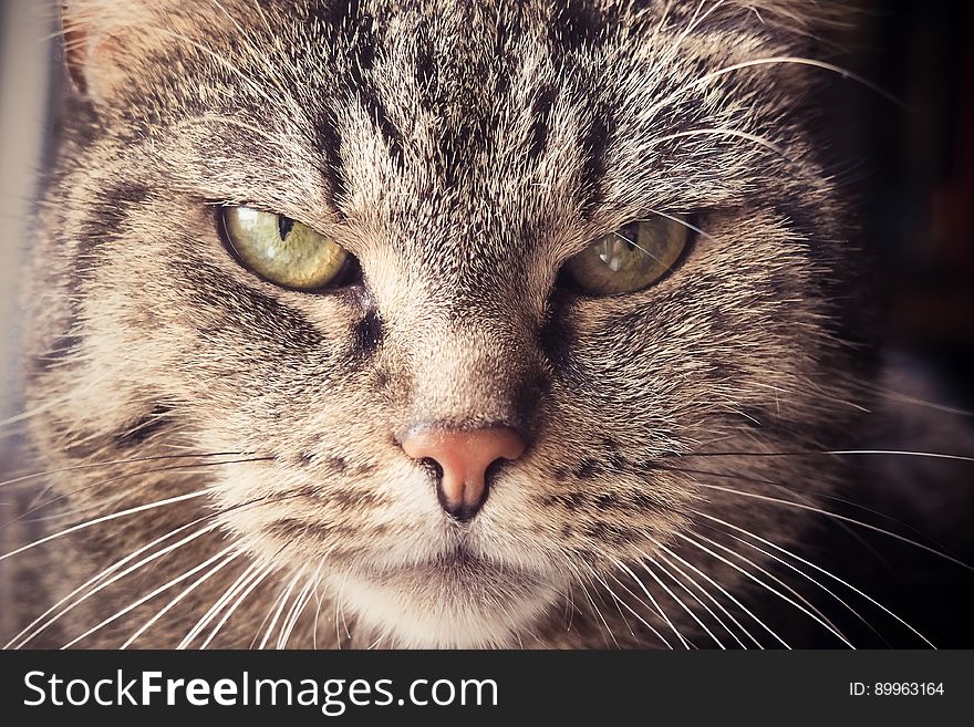 A close up of an annoyed cat`s face.