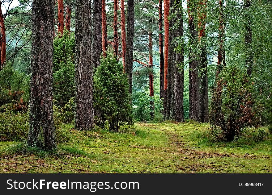 A view from inside a forest with pine trees. A view from inside a forest with pine trees.