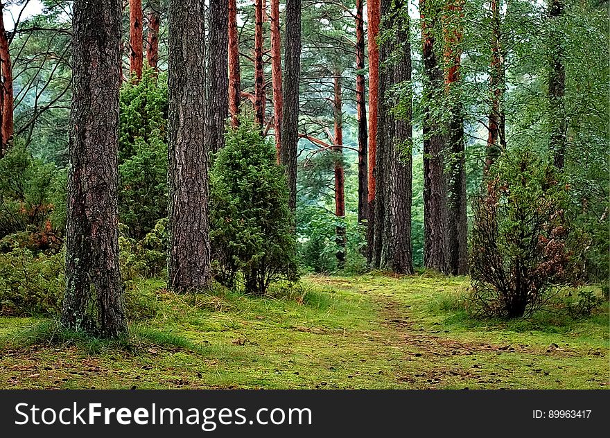 Pine Forest