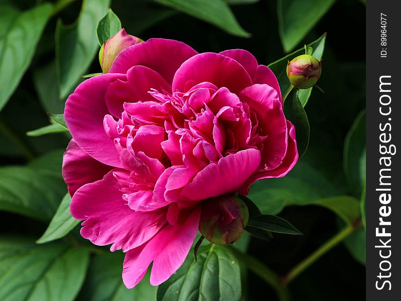 Close Up Photography of Pink Flower With Flower Buds