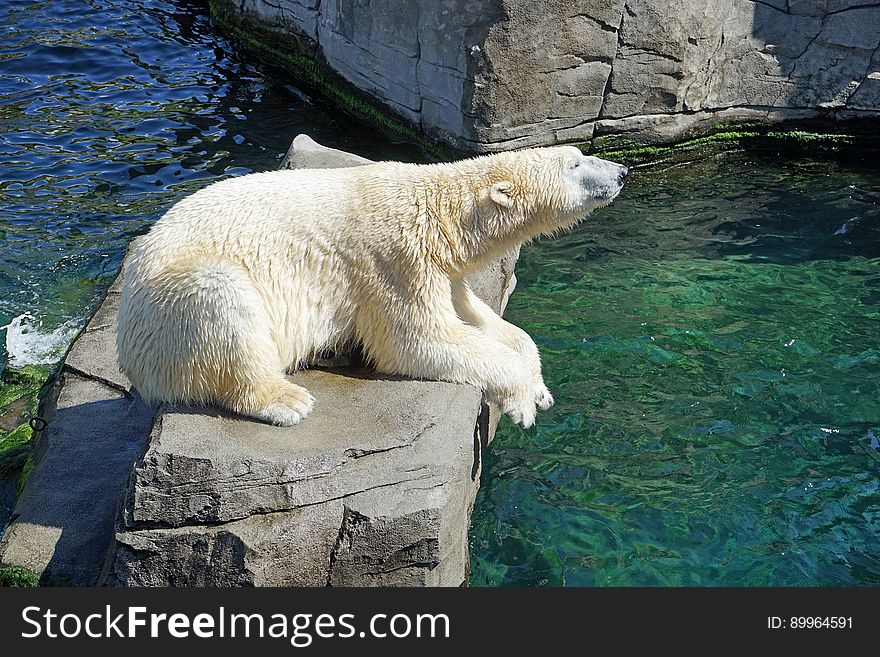Polar Bear, Fauna, Bear, Zoo