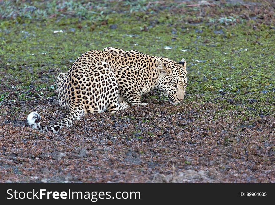 Leopard, Wildlife, Terrestrial Animal, Mammal