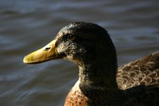 Duck Stock Image