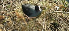 Nesting Coot Royalty Free Stock Photography