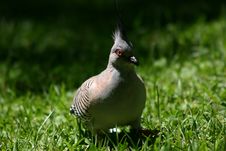 Pigeon Royalty Free Stock Photo Pigeon Royalty Free Stock Photo
