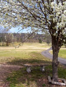 Flowering Pear Tree In Spring Stock Images Flowering Pear Tree In Spring Stock Images