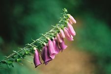 Foxglove ( Digitalis Purpurea ) Stock Photos Foxglove ( Digitalis Purpurea ) Stock Photos