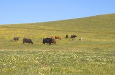 Cows In Spring Pasture Stock Images Cows In Spring Pasture Stock Images