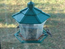 Bird Feeder Royalty Free Stock Photos