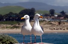 Two Seagulls Searching For Food Royalty Free Stock Photos Two Seagulls Searching For Food Royalty Free Stock Photos