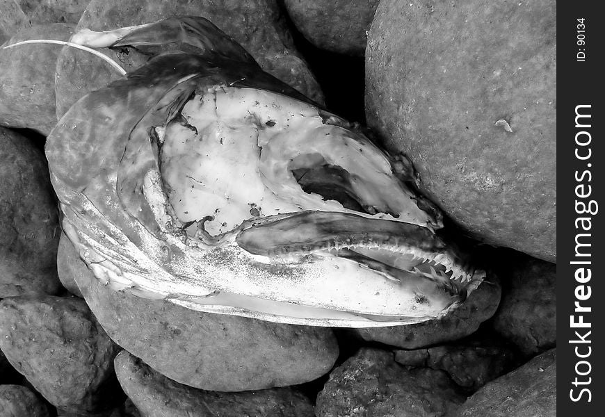 Fish Head on rocks
