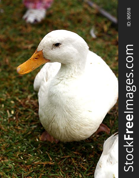 White duck on grass