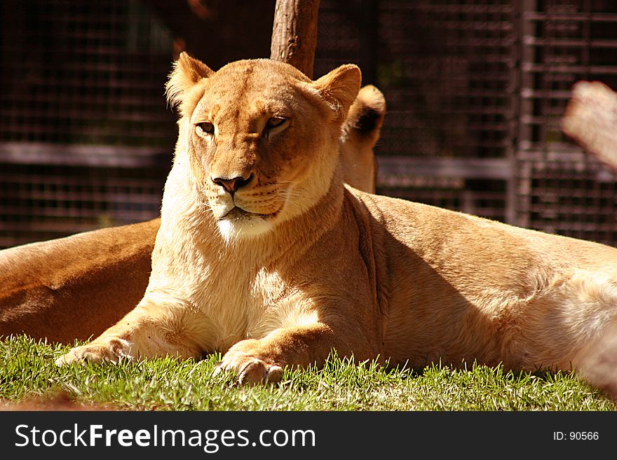 Resting lioness