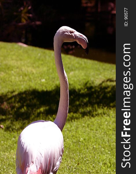 Flamingo on grass