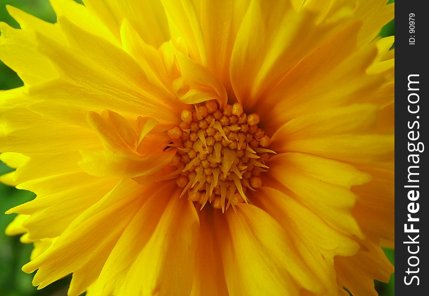 Bright yellow flower, macro. Bright yellow flower, macro