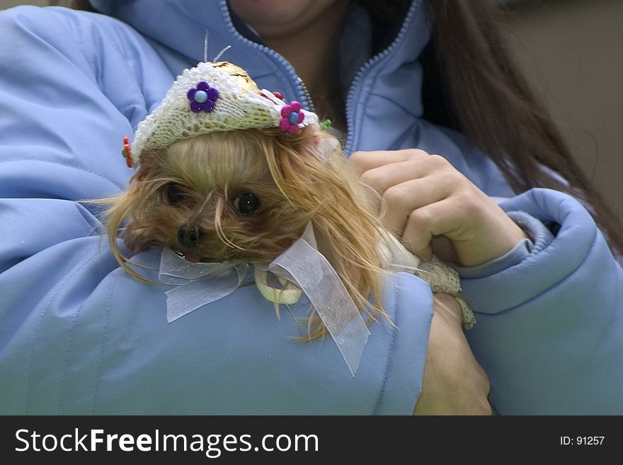 Dressed chihuahua cradled by owner