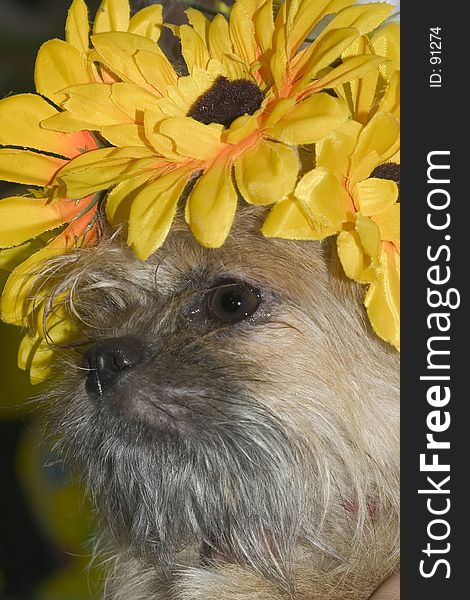 Cute dog with flower hat. Cute dog with flower hat