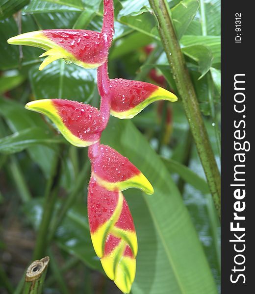 Red and Yellow Flower. Red and Yellow Flower