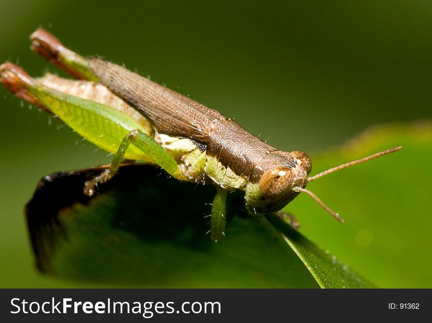 Closeup of a Grasshopper