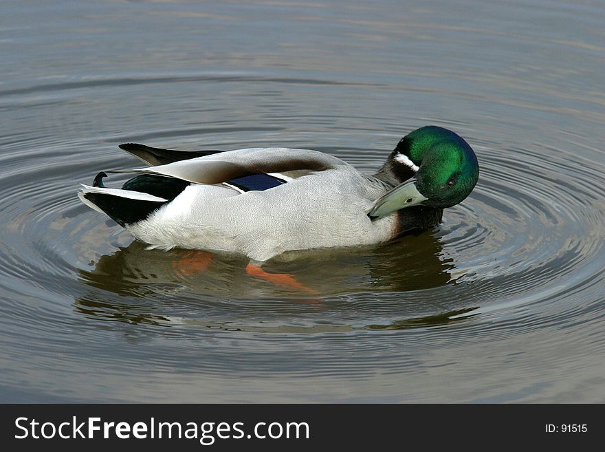 Beautiful mallard in lake