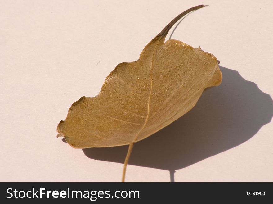 Dry leaf. Dry leaf