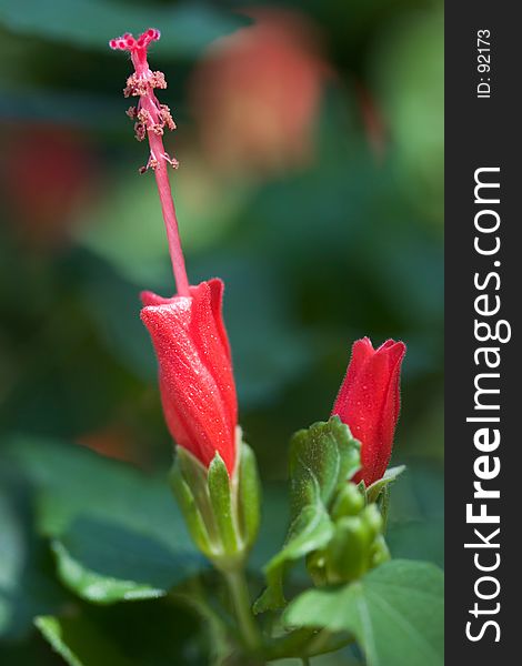 Red Hibiscus. Red Hibiscus