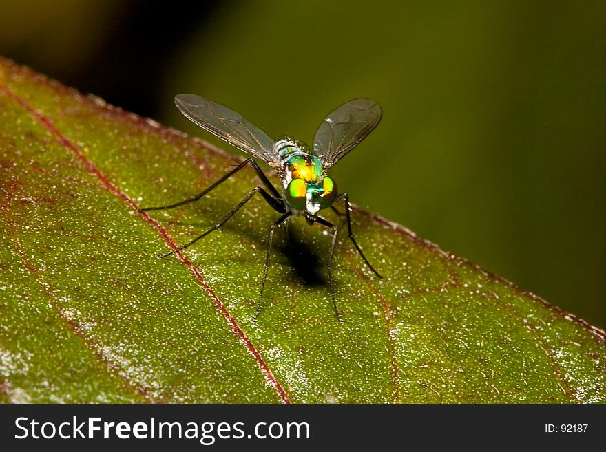 Closeup of a Green Fly