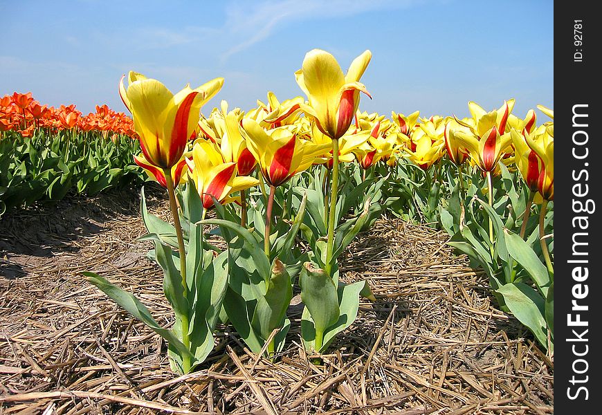 Tulip field