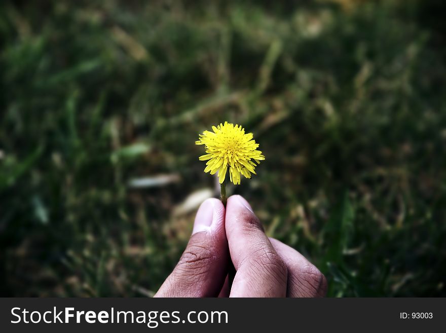 Hand holding a dandelion