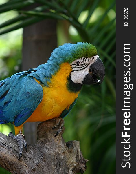 Macaw on branch