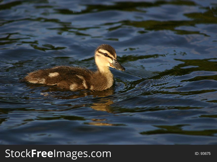 Duckling in water