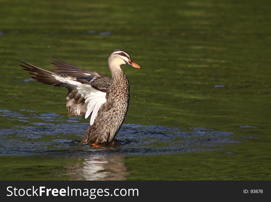 Duck flapping in water