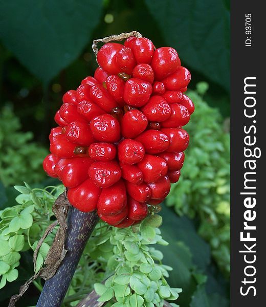The ripe fruit of the Jack In The Pulpit plant